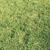 Fil's Garden Maintenance Perth
