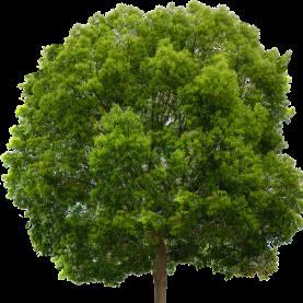 Central Coast Tree Removal