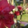 Lively Lawns and Gardens