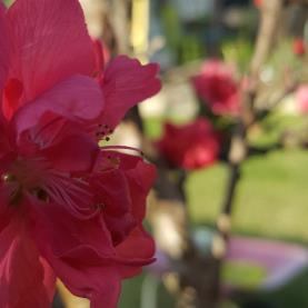 Lively Lawns and Gardens