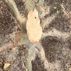 ALL CENTRAL COAST STUMP GRINDING